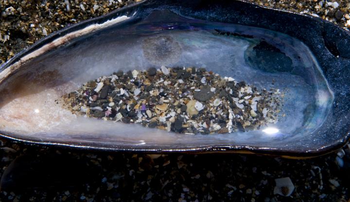 Muscle Shell 1711.jpg